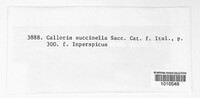Image of Orbilia succinella